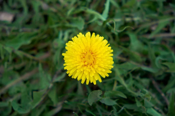 Uma Flor Deliciosa Dente Leão Amarelo Tiro Cima — Fotografia de Stock