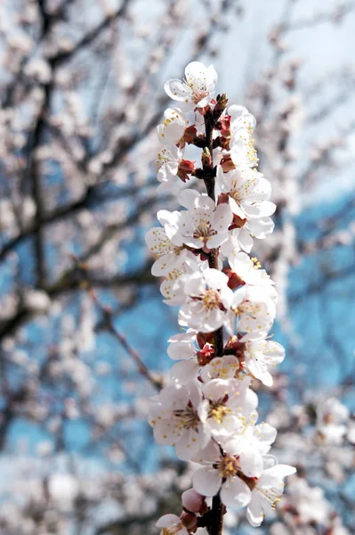 Botões Flor Galho Damasco Primavera — Fotografia de Stock