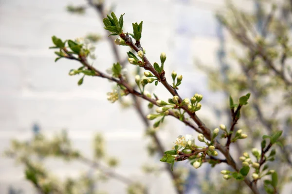 Квіткові Бруньки Гілці Вишні Навесні — стокове фото
