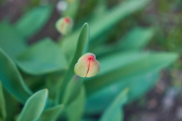 Mugure Floare Lalea Tânără Flori Patul Flori — Fotografie, imagine de stoc