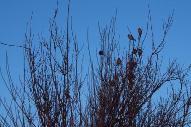 Birçok serçe bir çalılığın dallarında oturuyor. Gökyüzü açık.