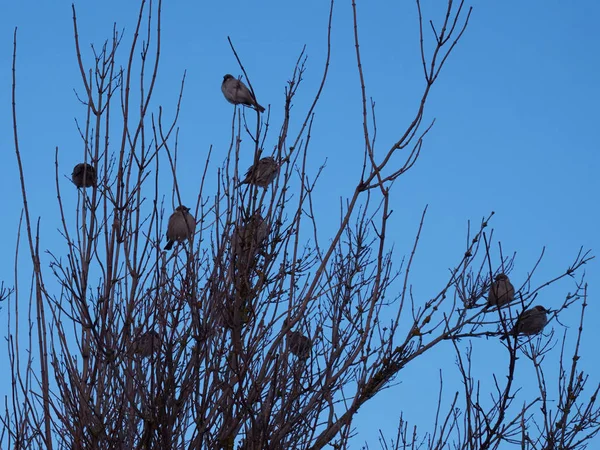 Many Sparrows Sitting Branches Bush Clear Sky — 스톡 사진