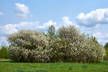 Çiçek açan ağaçlar yeşil bir çayırda yetişir. Bahar manzarası.