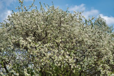 Güzel bir arka planda çiçek açan kiraz ağaçlarının yoğun dalları.