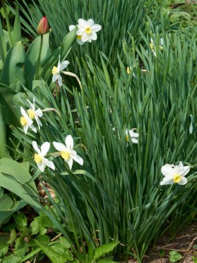 Nergis çiçeğinin güzel bir çalısı. Bahar çiçekleri.