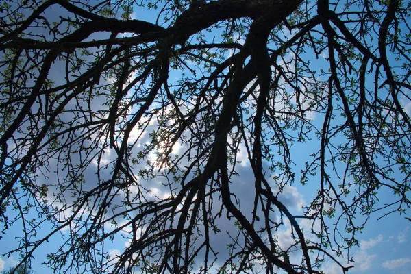 Filialer Ett Päronträd Bakgrund Molnig Himmel Gloomy Träd — Stockfoto