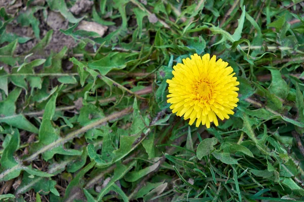 Ένα Υπέροχο Λουλούδι Από Κίτρινη Πικραλίδα Πυροβολήθηκε Από Ψηλά — Φωτογραφία Αρχείου