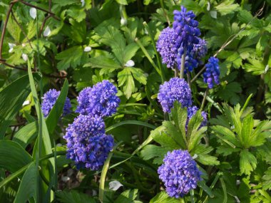 Muscari inflorescence. Small spring flowers of violet color.
