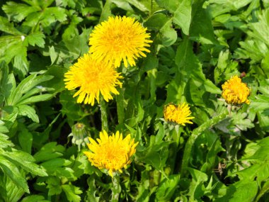 Several yellow dandelion flowers. Beautiful spring flowers.