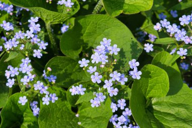 Inflorescence of small purple spring flowers. Brunnera macrophylla. Forget-me-not flowers.