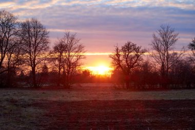 Batan güneşe karşı ağaç siluetleri. Akşam manzarası.
