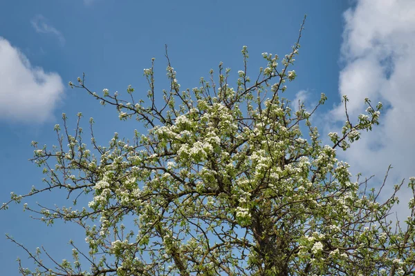 Kwitnąca Gruszka Tle Błękitnego Nieba — Zdjęcie stockowe