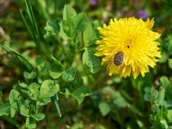 Kleiner Käfer Auf Einer Schönen Gelben Löwenzahnblüte — Stockfoto