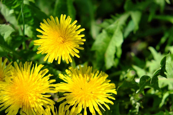 Néhány Pitypang Virág Közelkép Gyönyörű Sárga Virágok — Stock Fotó