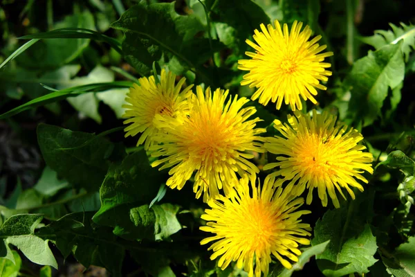 Несколько Цветов Одуванчика Крупным Планом Красивые Желтые Цветы — стоковое фото