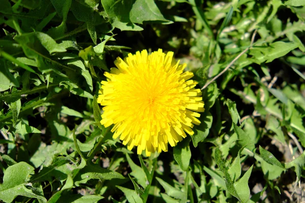 Velká Krásná Pampeliška Jedna Žlutá Květina — Stock fotografie