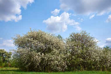 Çiçek açan ağaçlar yeşil bir çayırda yetişir. Bahar manzarası.
