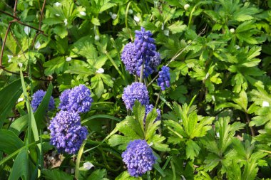 Muscari inflorescence. Small spring flowers of violet color.