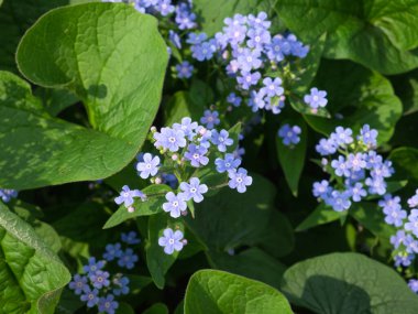 Inflorescence of small purple spring flowers. Brunnera macrophylla. Forget-me-not flowers.