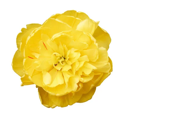 Nahaufnahme Einer Tulpenblume Mit Gelben Blütenblättern Vereinzelt Weißer Hintergrund — Stockfoto