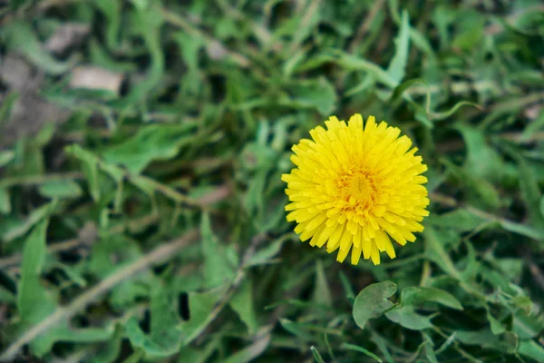 Une Charmante Fleur Pissenlit Jaune Tourné Haut — Photo