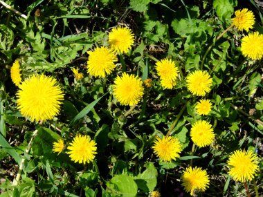 Güzel, vahşi karahindiba çiçekleri. Bahar çiçekleri.