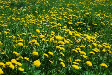 Çayırlarda bir sürü sarı karahindiba çiçek açıyor..