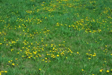 Çayırlarda bir sürü sarı karahindiba çiçek açıyor..