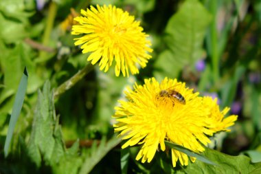 Bir arı karahindiba çiçeğinden nektar toplar..