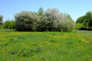 Üzerinde karahindibaların açtığı çayır. Baharda çiçek açan ağaçlar.