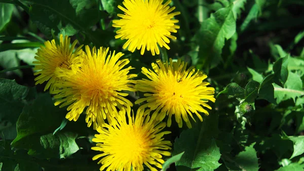 Mehrere Löwenzahnblüten Nahaufnahme Schöne Gelbe Blumen — Stockfoto