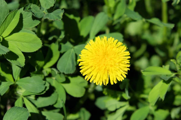 Eine Große Und Schöne Löwenzahnblüte Eine Gelbe Blume — Stockfoto