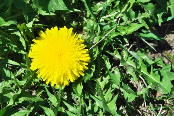 Uma Flor Dente Leão Grande Bonita Uma Flor Amarela — Fotografia de Stock