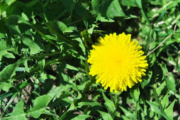 Eine Große Und Schöne Löwenzahnblüte Eine Gelbe Blume — Stockfoto