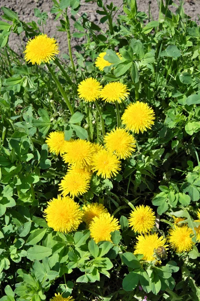 Några Vackra Vildväxande Maskrosor Blomväxter — Stockfoto