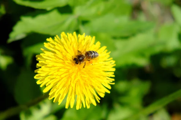 Bir arı karahindiba çiçeğinden nektar toplar..
