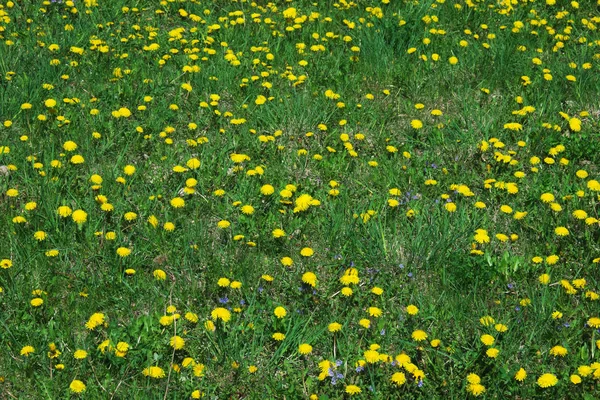 Många Gula Maskrosor Blommar Ängen — Stockfoto