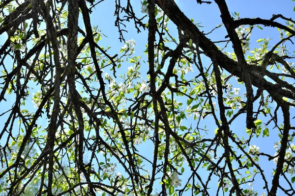 Zonnestralen Breken Door Takken Van Een Bloeiende Perenboom — Stockfoto