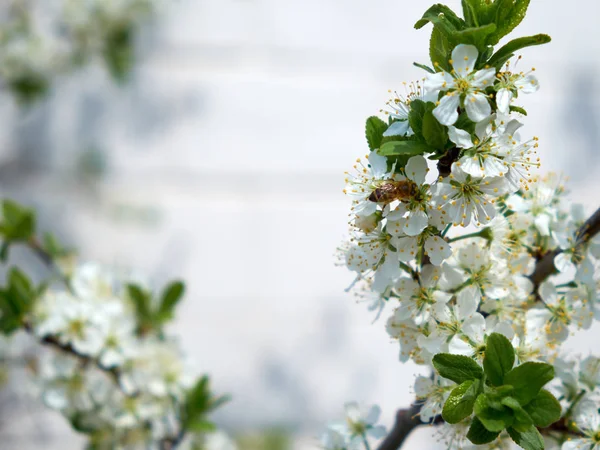 Una Abeja Recoge Néctar Flores Cerezo Lugar Para Texto —  Fotos de Stock