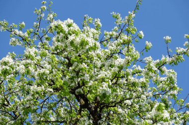 Açık mavi gökyüzünün arka planında çiçek açan bir armut ağacının dalları.
