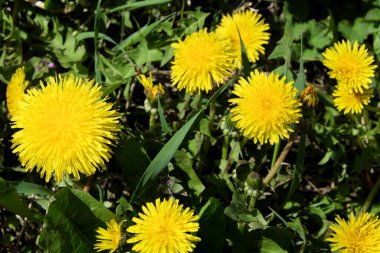 Birkaç karahindiba çiçeği, yakın çekim. Güzel sarı çiçekler.