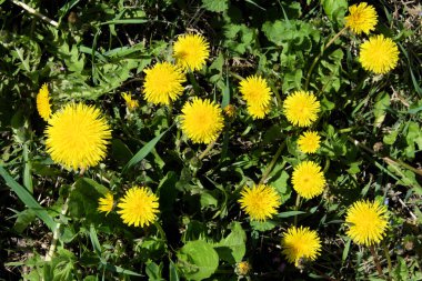 Güzel, vahşi karahindiba çiçekleri. Bahar çiçekleri.