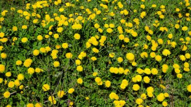 Çayırlarda bir sürü sarı karahindiba çiçek açıyor..