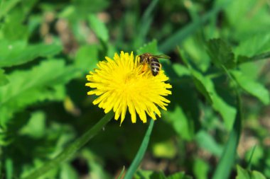 Bir arı karahindiba çiçeğinden nektar toplar..