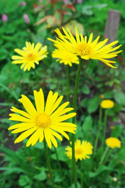 Lindas Flores Amarelas Montanha Arnica Flores Silvestres — Fotografia de Stock