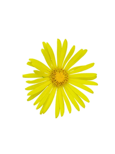 Hermosa Flor Con Pétalos Amarillos Montaña Arnica Aislado Fondo Blanco — Foto de Stock