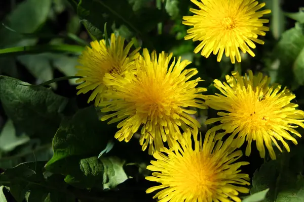 几朵蒲公英花 特写镜头 美丽的黄色花朵 — 图库照片