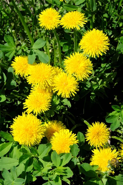 Einige Schöne Wild Wachsende Löwenzahnblüten Frühlingsblumen — Stockfoto