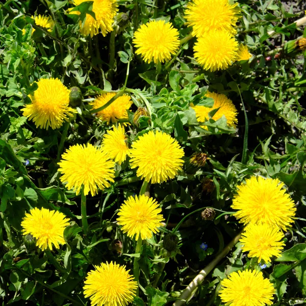 Algumas Lindas Flores Dente Leão Crescimento Selvagem Flores Primavera — Fotografia de Stock