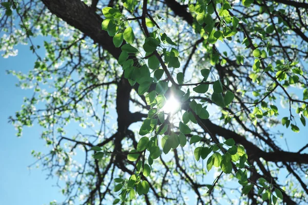 Sun Rays Break Branches Flowering Pear Tree — Stock Photo, Image